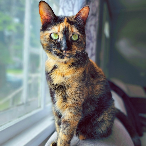 Meet your Posher, Valerie - Picture 3 of 4